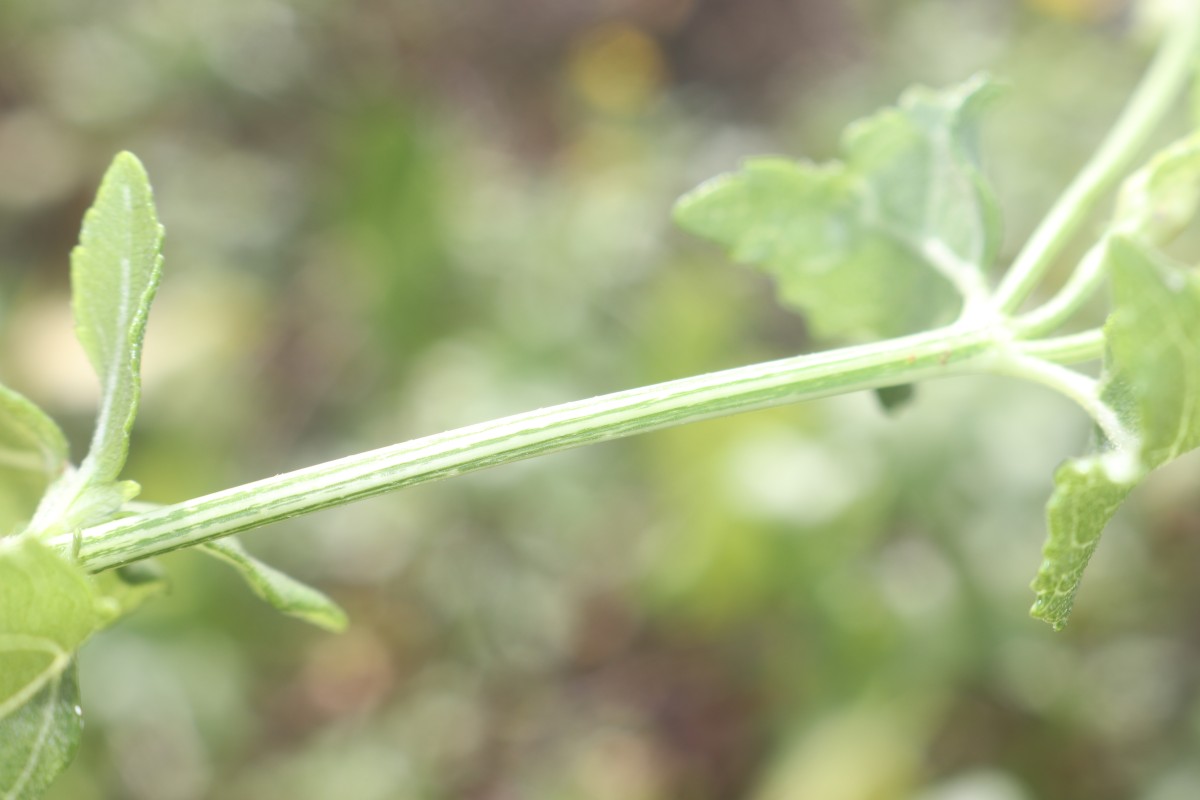 Wollastonia biflora (L.) DC.